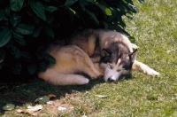 Picture of Alaskan Malamute snoozing in the shade