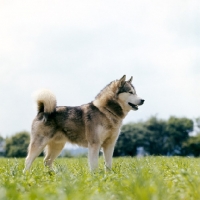 Picture of alaskan malamute standing in grass