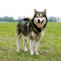 Picture of alaskan malamute standing on grass