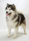 Picture of Alaskan Malamute standing on white background