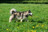 Picture of Alaskan Malamute walking in field