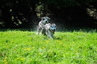 Picture of Alaskan Malamutes chasing each other in field