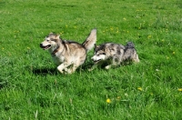 Picture of Alaskan Malamutes chasing