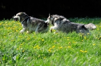 Picture of Alaskan Malamutes running in a field
