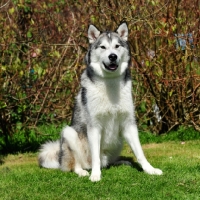 Picture of Alaskan Malamute