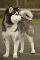 Picture of Alaskan Malamute