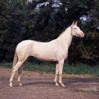 Picture of albino akhal teke at moscow exhibition 