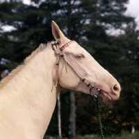 Picture of albino akhal teke horse with ears back