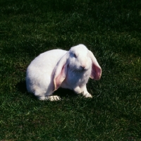 Picture of albino English Lop eared rabbit on grass