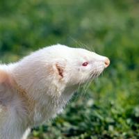 Picture of albino ferret portrait