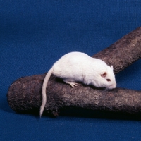 Picture of albino gerbil on a log