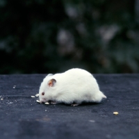 Picture of albino hamster looking for food