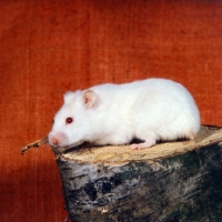 Picture of albino hamster side view
