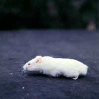 Picture of albino hamster side view