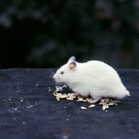 Picture of albino hamster with sunflower seeds