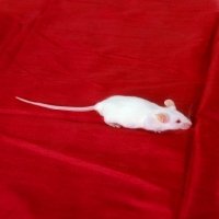 Picture of albino mouse on red fabric