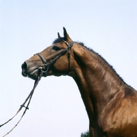 Picture of Albrant, Holstein stallion at Elmshorn, germany head and shoulders