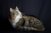 Picture of Alchimia Salina crouched and looking up, black background, studio shot