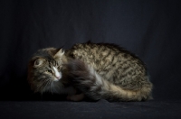 Picture of Alchimia Salina in ambush in front of a black background, studio shot