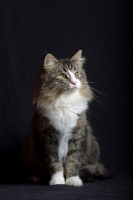 Picture of Alchimia Salina sitting in front of a black background, studio shot