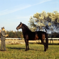 Picture of aldato, holstein stallion, Â½ thoroughbred at elmshorn, germany