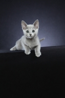 Picture of alert 10 week old Russian Blue kitten