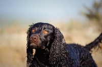 Picture of alert American Water Spaniel