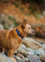 Picture of alert Australian Cattle Dog