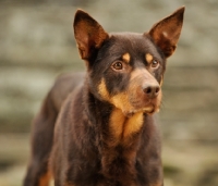 Picture of alert Australian Kelpie