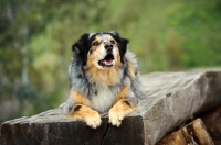 Picture of alert Australian Shepherd