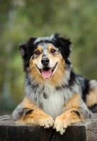 Picture of alert Australian Shepherd