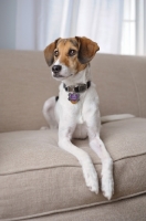 Picture of Alert Beagle Mix lying on couch.