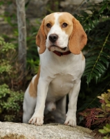 Picture of alert Beagle