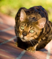 Picture of alert Bengal cat