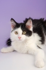 Picture of alert black and white kitten