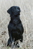 Picture of alert black Labrador Retriever
