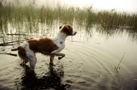 Picture of alert Brittany in water