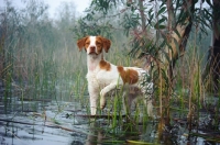Picture of alert Brittany spaniel in water