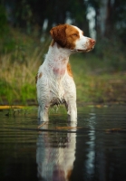 Picture of alert Brittany Spaniel standing in water