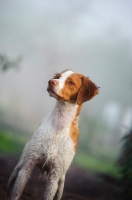 Picture of alert Brittany Spaniel