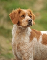Picture of alert Brittany spaniel