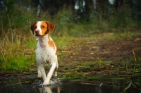 Picture of alert Brittany spaniel