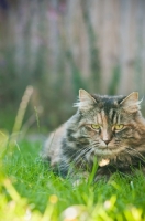 Picture of alert cat lying in grass