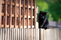 Picture of alert cat sitting on fence