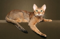 Picture of alert Chausie