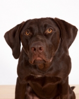 Picture of alert chocolate labrador retriever