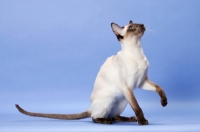 Picture of alert Chocolate Point Siamese cat