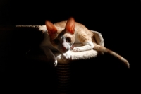 Picture of alert Cornish Rex cat lying on cat tree