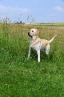Picture of alert cream Labrador Retriever in field