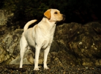 Picture of alert cream Labrador Retriever